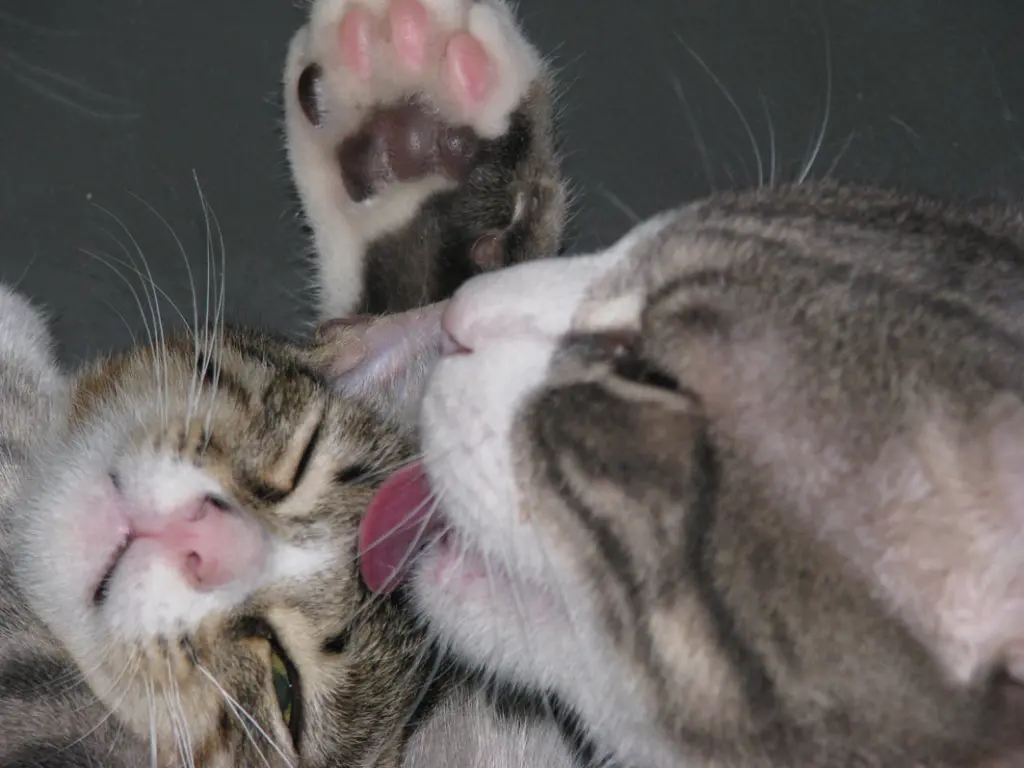 באנר קורס וקהילה